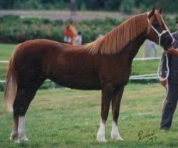 Welsh Cob, Hengm Gwen