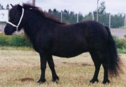 Shetlanninponi Harviestoun Prunella 647SH